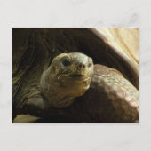 tortoise briefkaart (Voorkant)