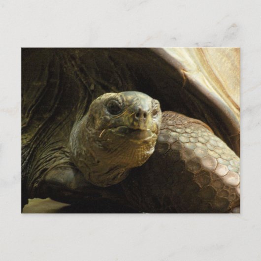 tortoise briefkaart (Voorkant)