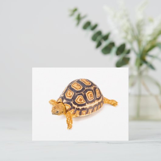 Tortoise Briefkaart (Staand voorkant)