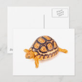 Tortoise Briefkaart (Voorkant / Achterkant)