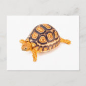Tortoise Briefkaart (Voorkant)