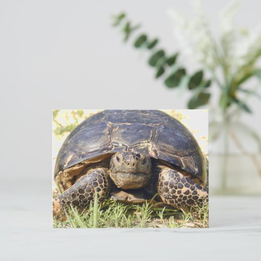 Tortoise Briefkaart (Staand voorkant)