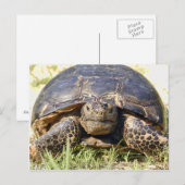 Tortoise Briefkaart (Voorkant / Achterkant)