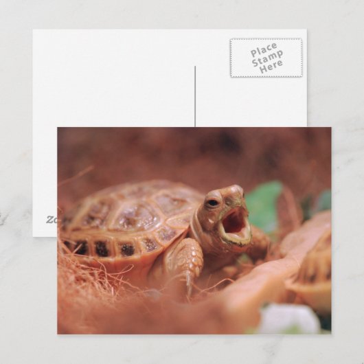 Tortoise Briefkaart (Voorkant / Achterkant)