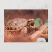 Tortoise Briefkaart (Voorkant)