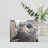 Tortoise Briefkaart (Staand voorkant)