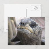 Tortoise Briefkaart (Voorkant / Achterkant)