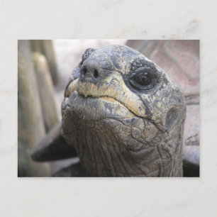 Tortoise Briefkaart