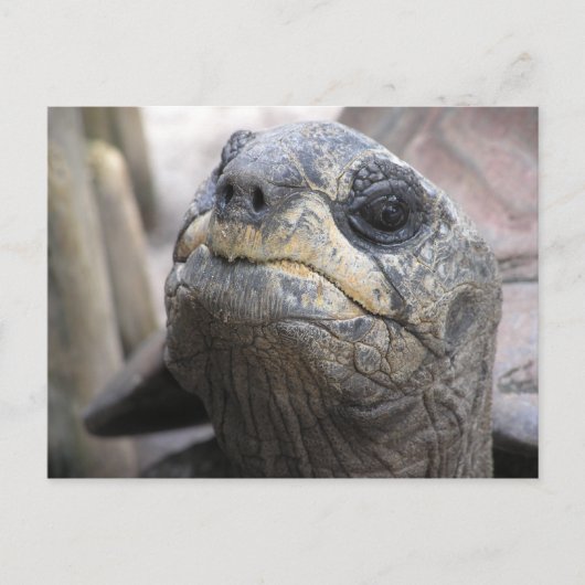 Tortoise Briefkaart (Voorkant)