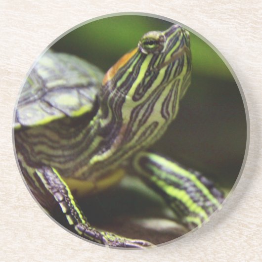 Tortoise close zandsteen onderzetter (Voorkant)