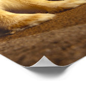 Tortoise en hazen poster (Hoek)