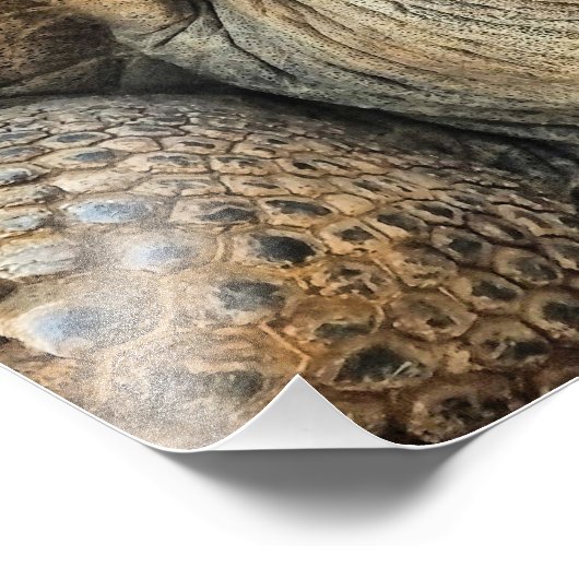 TORTOISE FOTO AFDRUK (Hoek)