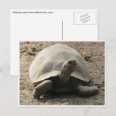 tortoise galápagos briefkaart (Voorkant / Achterkant)