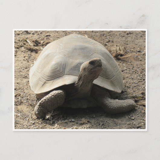 tortoise galápagos briefkaart (Voorkant)