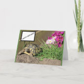 Tortoise Happy Birthday Kaart (Voorkant)