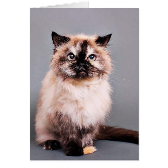 Tortoise Himalayan Cat Portrait Foto (Voorkant)