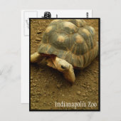 Tortoise in de dierentuin van Indianapolis Briefkaart (Voorkant / Achterkant)