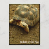Tortoise in de dierentuin van Indianapolis Briefkaart (Voorkant)