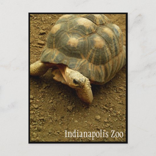 Tortoise in de dierentuin van Indianapolis Briefkaart (Voorkant)
