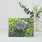 Tortoise in Grass Briefkaart (Staand voorkant)