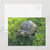 Tortoise in Grass Briefkaart (Voorkant / Achterkant)
