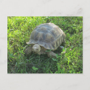 Tortoise in Grass Briefkaart