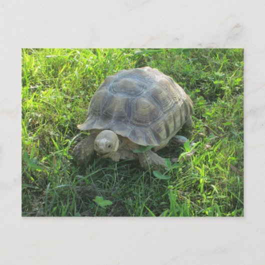 Tortoise in Grass Briefkaart (Voorkant)