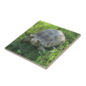 Tortoise in Grass Tegeltje (Zijkant)