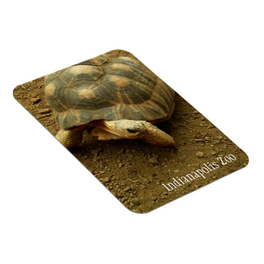 Tortoise in Indianapolis Zoo Magneet (Rechterzijde)