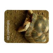 Tortoise in Indianapolis Zoo Magneet (Horizontaal)