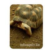 Tortoise in Indianapolis Zoo Magneet (Verticaal)