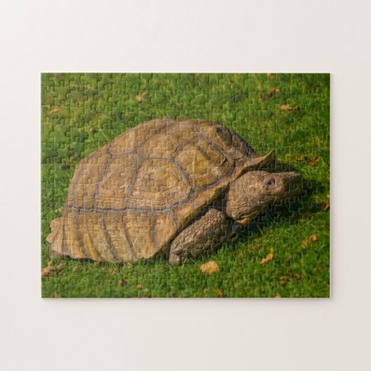 Tortoise Jigzaadpuzzel Legpuzzel (Horizontaal)