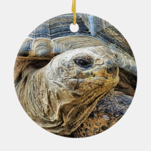 TORTOISE KERAMISCH ORNAMENT (Achterkant)
