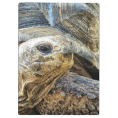 TORTOISE KLEMBORD (Achterkant)