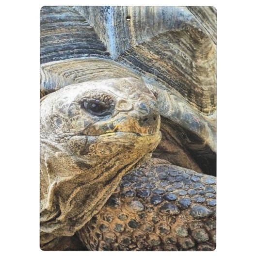 TORTOISE KLEMBORD (Achterkant)