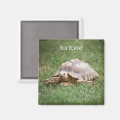 Tortoise-koeler Magnet (Voorkant / Achterkant)