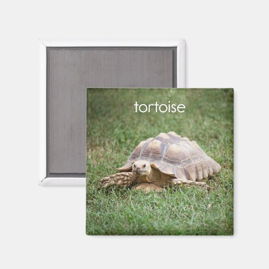 Tortoise-koeler Magnet (Voorkant / Achterkant)