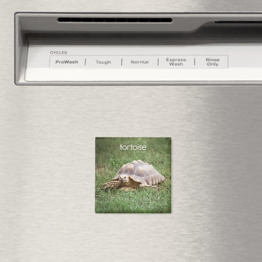 Tortoise-koeler Magnet (Insitu (Vaatwasser))