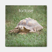 Tortoise-koeler Magnet (Voorkant)