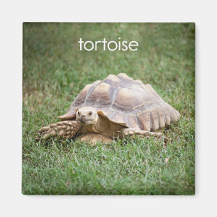 Tortoise-koeler Magnet