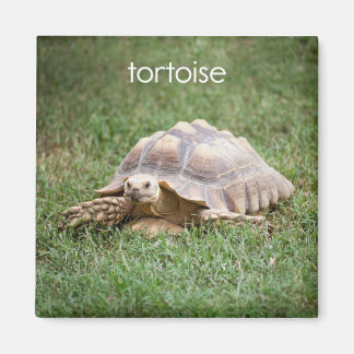Tortoise-koeler Magnet