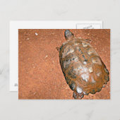 Tortoise loopt op bruine grond briefkaart (Voorkant / Achterkant)