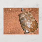 Tortoise loopt op bruine grond briefkaart (Voorkant)