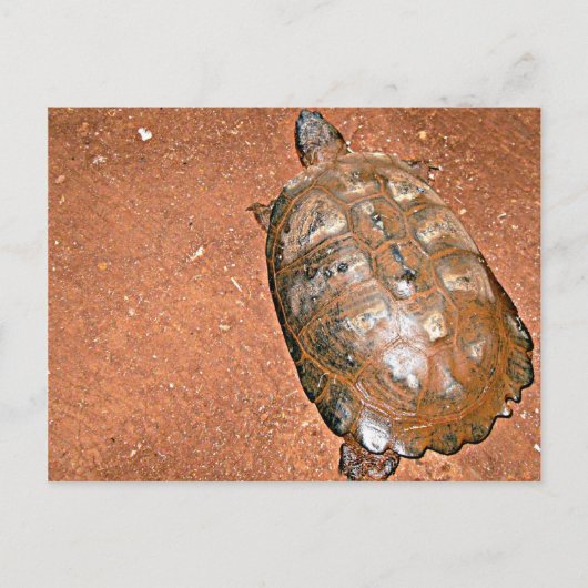 Tortoise loopt op bruine grond briefkaart (Voorkant)