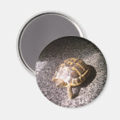 Tortoise Magneet (Voorkant / Achterkant)