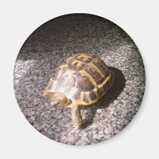 Tortoise Magneet