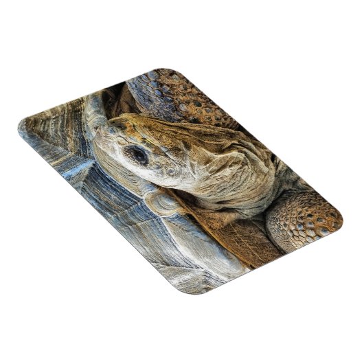 TORTOISE MAGNEET (Rechterzijde)
