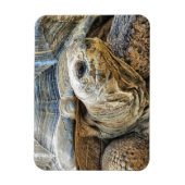TORTOISE MAGNEET (Verticaal)