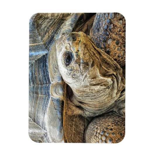 TORTOISE MAGNEET (Verticaal)