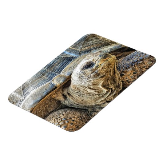 TORTOISE MAGNEET (Linkerzijde)
